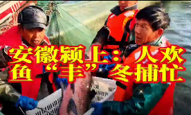 安徽颍上：人欢鱼“丰”冬捕忙